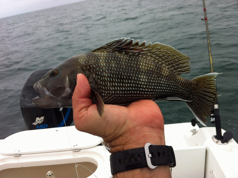 Sea Bass, Black matchman